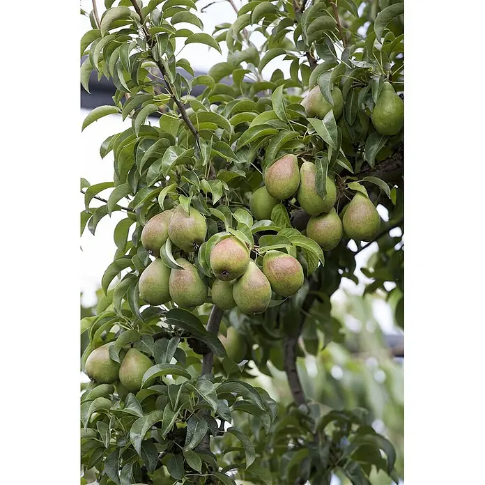 Pflanzen für dich Obstbaum Birnbaum 60-100 cm - Pyrus communis - Grün-rötliche Birnen reifen an einem Baumast, umgeben von grünen Blättern.