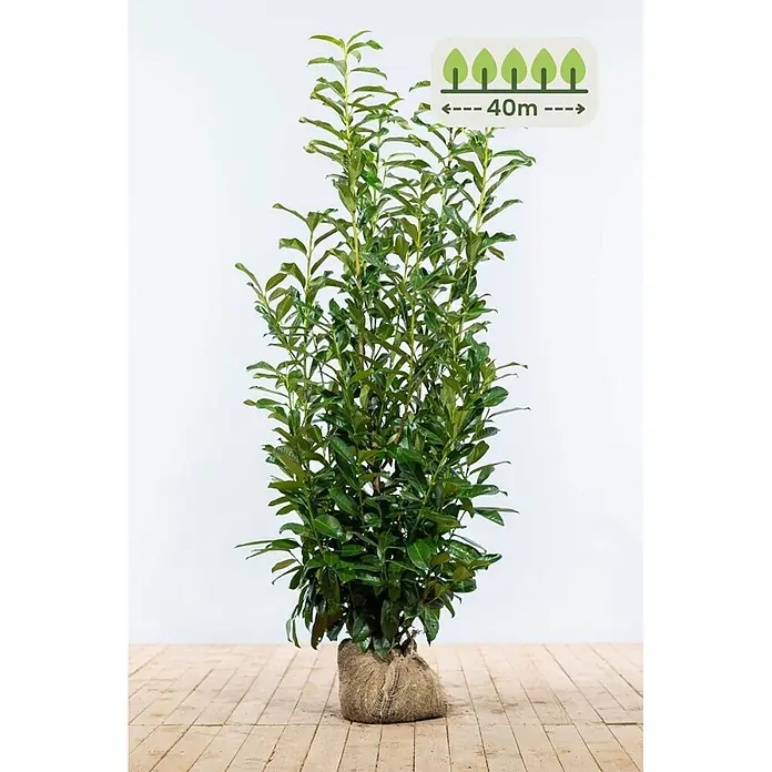 Heijnen Pflanzen Kirschlorbeer - Prunus laurocerasus 'Genolia', Topfvolumen: 10 l, Aktuelle Wuchshöhe: 125 cm - 150 cm - Hohe grüne Lorbeerpflanze mit dichtem Laub und in Jute verpacktem Wurzelballen. Eine Einblendung zeigt eine Pflanzlänge von 40m an.