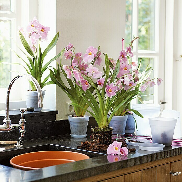 Elho Maceta de cultivo para orquídeas (15 x 14 cm, Transparente)