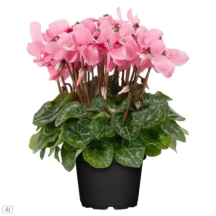 Piardino Zimmer-Alpenveilchen - Cyclamen persicum 'Djix', Topfgröße: 11 cm, Pink/Rot - Vorderansicht