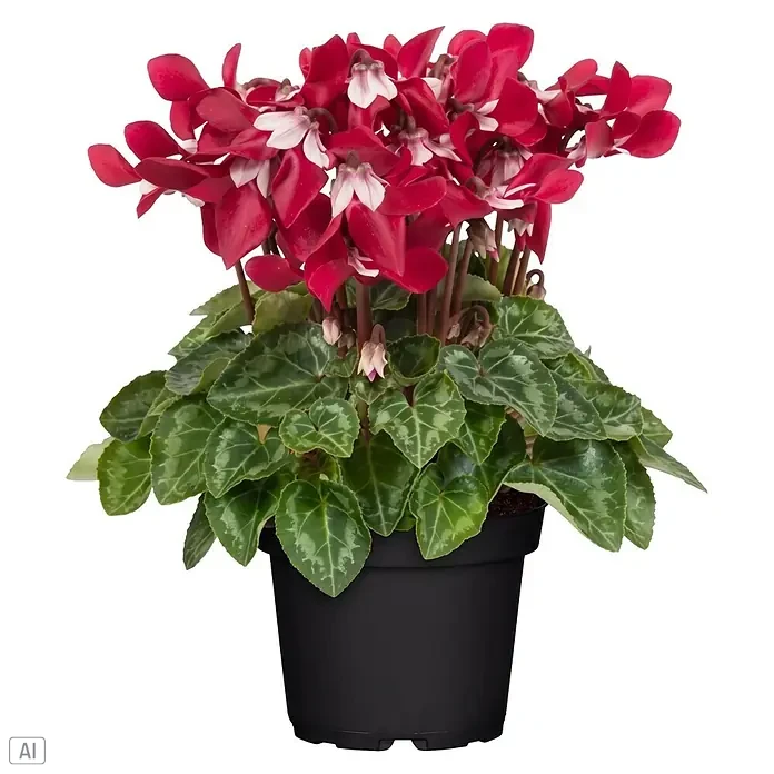 Piardino Zimmer-Alpenveilchen - Cyclamen persicum 'Djix', Topfgröße: 11 cm, Pink/Rot - Vorderansicht