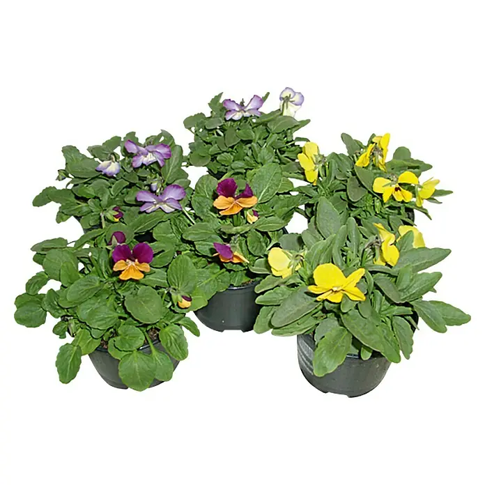 Piardino Hornveilchen - Viola cornuta, Sortenabhängig - Nahaufnahme von fünf Töpfen mit bunten Stiefmütterchen, die aufgereiht sind und eine schöne Vielfalt an Blütenfarben zeigen.