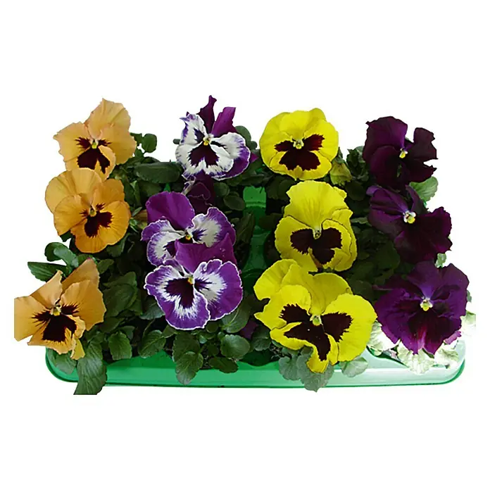 Piardino Garten-Stiefmütterchen - Viola F1, Sortenabhängig - Ein Tablett mit bunten Stiefmütterchen in Gelb-, Lila- und Orangetönen, die eine farbenfrohe und lebendige Blumenauswahl bieten.