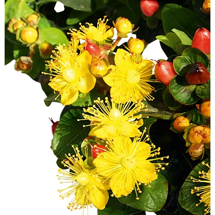 Piardino Johanniskraut - Hypericum androsaemun in Sorten, Topfgröße: 18 cm, Gelb - Nahaufnahme von leuchtend gelben Johanniskrautblüten mit roten Beeren und grünen Blättern, ideal für Gartenliebhaber.