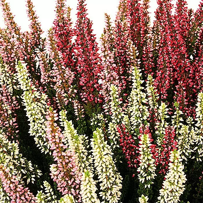 Besenheide - Calluna vulgaris Beauty Ladies Milka Trio, Topfgröße: 17 cm, 3-farbig - Detailaufnahme