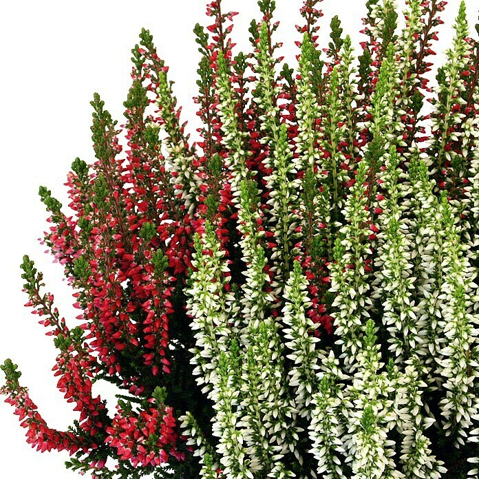 Besenheide (Calluna vulgaris Beauty Sisters, Topfgröße: 10 cm, Mehrfarbig)