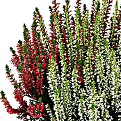 Besenheide (Calluna vulgaris Beauty Sisters, Topfgröße: 10 cm, Mehrfarbig)