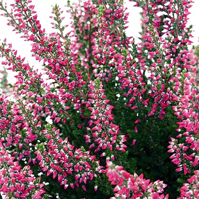 Piardino Besenheide Beauty Ladies - Calluna vulgaris, Topfgröße: 10 cm, Gemischt - Detailaufnahme