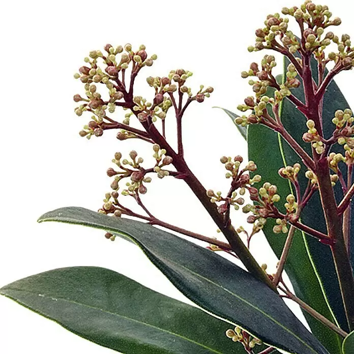 Piardino Japanische Fruchtskimmie - Skimmia japonica, Rot - Detailaufnahme