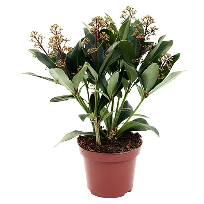 Piardino Japanische Fruchtskimmie - Skimmia japonica, Rot - Zimmerpflanze in Terrakotta-Topf, grüne Blätter und zarte Blütenstände, ideal zur Dekoration von Innenräumen.