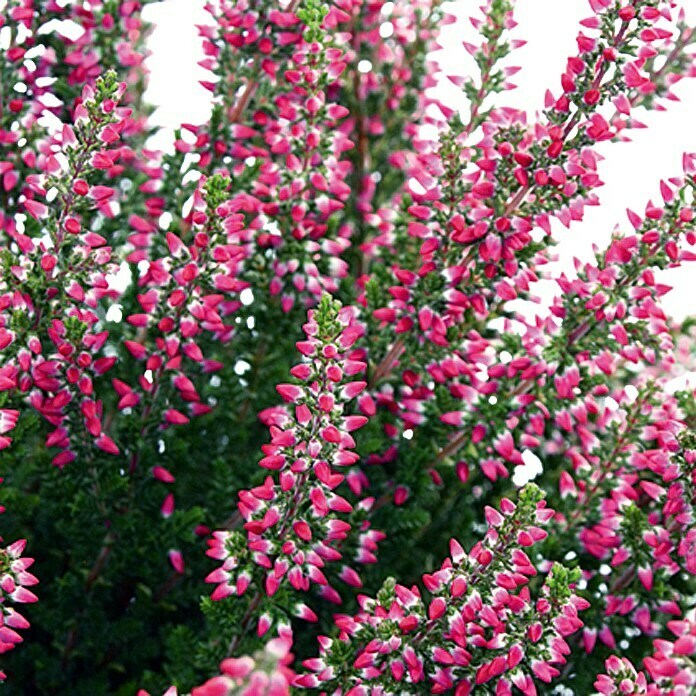 BesenheideCalluna vulgaris, Sortenabhängig Detail Shot