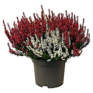 Besenheide (Calluna vulgaris Beauty Ladies, Topfgröße: 17 cm)