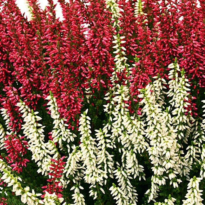 Besenheide (Calluna vulgaris Beauty Ladies, Topfgröße: 17 cm)