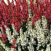 Besenheide (Calluna vulgaris Beauty Ladies, Topfgröße: 17 cm)