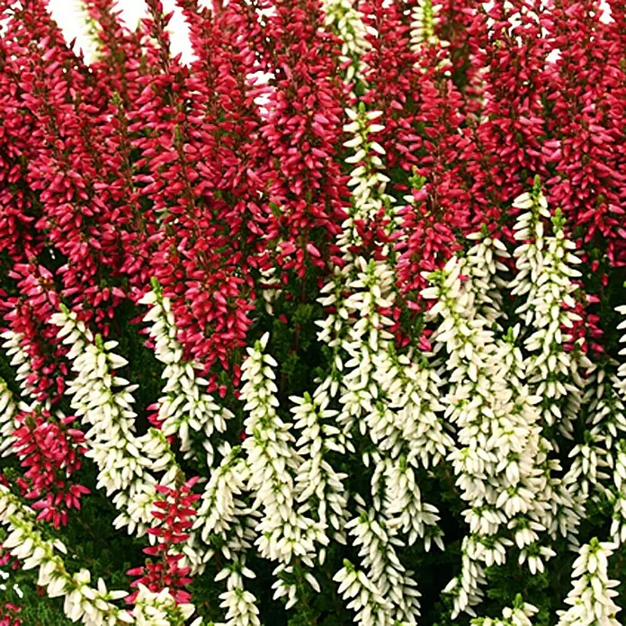 Besenheide - Calluna vulgaris Beauty Ladies, Topfgröße: 17 cm - Nahaufnahme von Erika-Blüten in Rot und Weiß. Die winterharte Heidepflanze bietet einen schönen Farbkontrast im Garten.