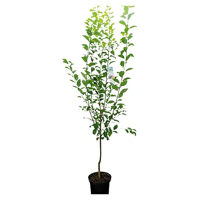 Piardino Pflaumenbaum - Prunus domestica, Topfvolumen: 7 l, Erntezeit: August - Ein junger Obstbaum in einem schwarzen Topf, mit grünen Blättern und einem Etikett am Stamm, ideal für den Garten oder Balkon.
