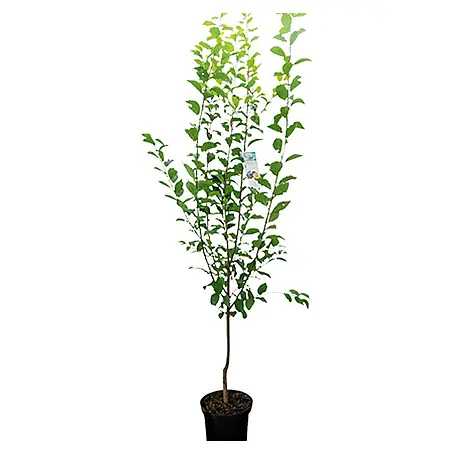 Piardino  Obstbaum