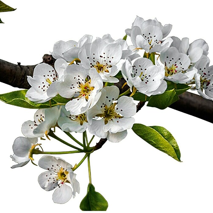 Kultur-Birne (Pyrus communis, Topfgröße: 8 l)