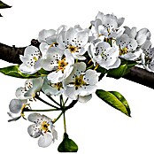 Kultur-Birne (Pyrus communis, Topfgröße: 8 l)