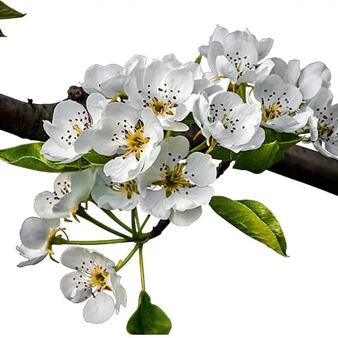 Piardino Bio Säulen-Birnenbaum - Pyrus communis, Erntezeit: September - Ein blühender Zweig mit zarten weißen Blüten, die einen Hauch von Frühling und Erneuerung in sich tragen, auf einem Baum im Garten.