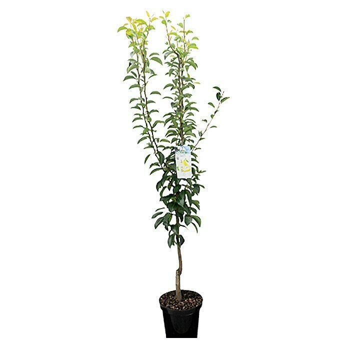 Kultur-Birne (Pyrus communis, Topfgröße: 8 l)