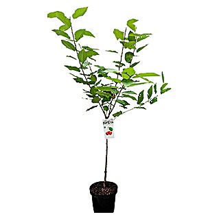 Piardino Bio Süßkirschbaum (Prunus avium, Topfvolumen: 7 l, Erntezeit: Juni)