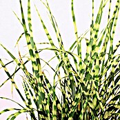 Garten-Zebraschilf (Miscanthus sinensis strictus, Topfgröße: 3 l, Gelb/Grün)