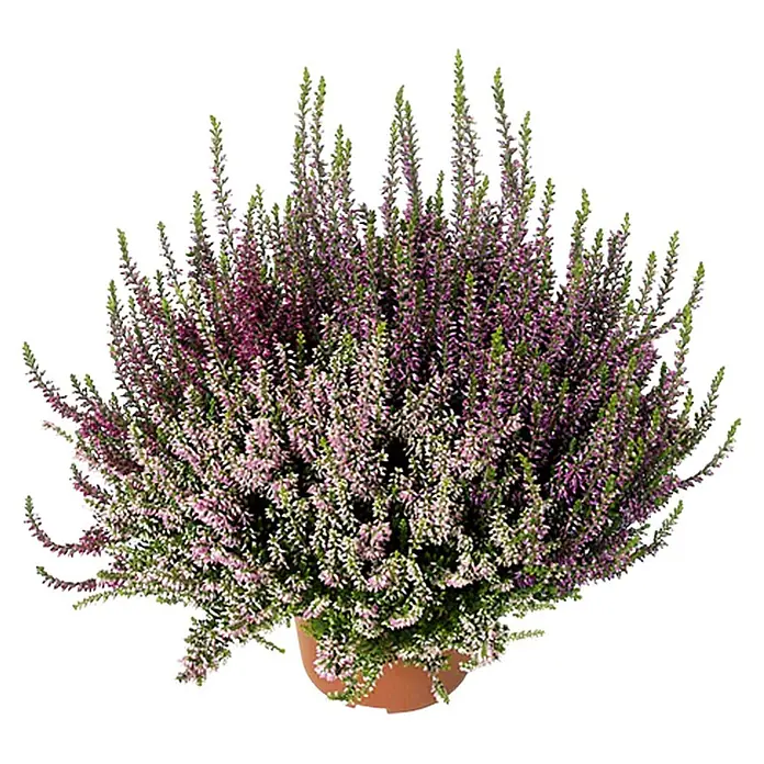 Besenheide Beauty Ladies Trio - Calluna vulgaris, Topfgröße: 11 cm, 3-farbig - Heidekraut in einem Topf. Diese immergrüne Pflanze ist ein Blickfang mit ihren kleinen, glockenförmigen Blüten in Rosa und Lila.