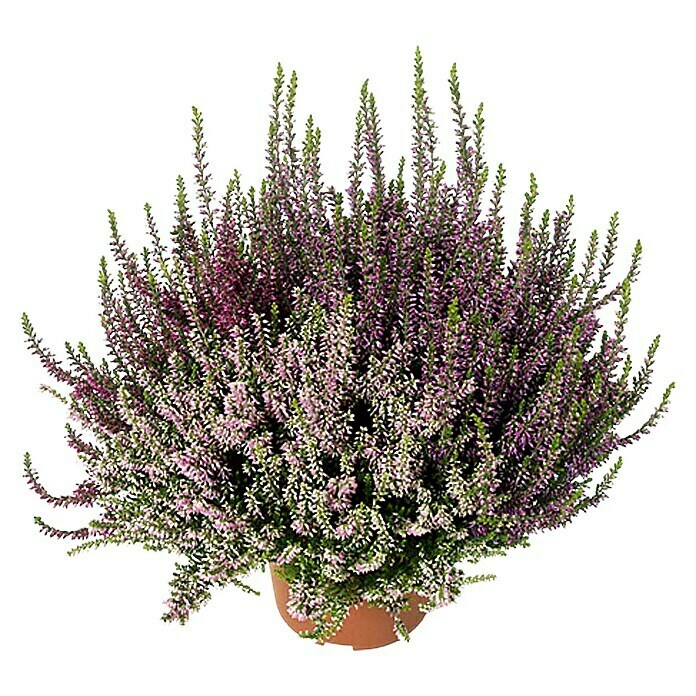 Besenheide (Calluna vulgaris Beauty Ladies, Topfgröße: 11 cm, 3-farbig)