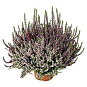 Besenheide (Calluna vulgaris Beauty Ladies, Topfgröße: 11 cm, 3-farbig)