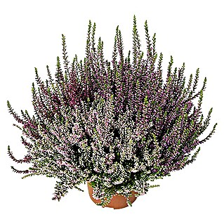 Besenheide (Calluna vulgaris Beauty Ladies, Topfgröße: 11 cm, 3-farbig)