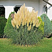 Pampasgras (Cortaderia seloana, Topfgröße: 5 l, Grau/Grün)