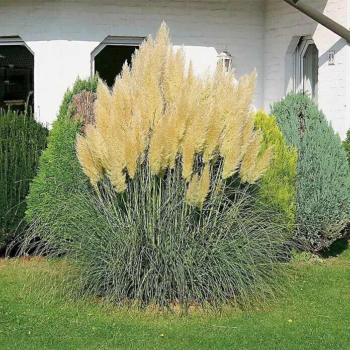 Piardino Pampasgras - Cortaderia selloana, Topfvolumen: 5 l, Grau/Grün