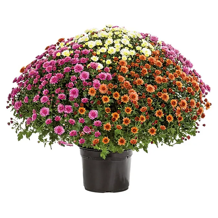 Piardino Herbst-Chrysantheme - Chrysanthemun indicum Trio, Topfgröße: 33 cm, Mehrfarbig - Blühender Chrysanthemenbusch in einem Topf mit einer Vielzahl von Blüten in Gelb-, Orange- und Lilatönen. Ein farbenprächtiger Blickfang für jeden Garten.