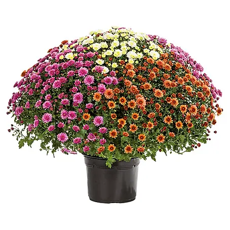 Piardino  Herbst-Chrysantheme