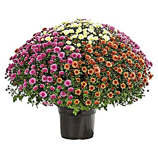 Piardino Herbst-Chrysantheme (Chrysanthemun indicum Trio, Topfgröße: 33 cm, Mehrfarbig)