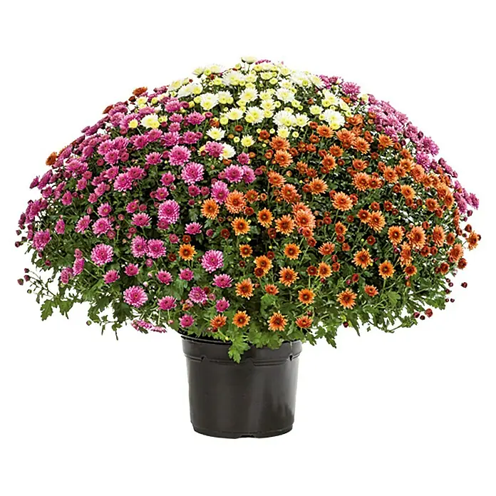 Piardino Herbst-Chrysantheme - Chrysanthemun indicum Trio, Topfgröße: 33 cm, Mehrfarbig - Blühender Chrysanthemenbusch in einem Topf mit einer Vielzahl von Blüten in Gelb-, Orange- und Lilatönen. Ein farbenprächtiger Blickfang für jeden Garten.