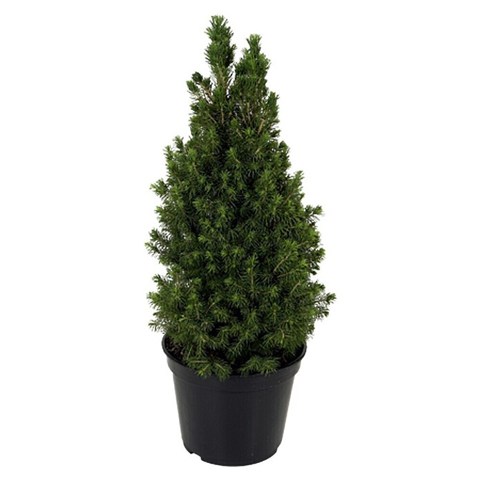 Piardino Zuckerhut-Fichte (Picea glauca Conica, Topfgröße: 7,5 l, Aktuelle Wuchshöhe: 70 cm - 80 cm)