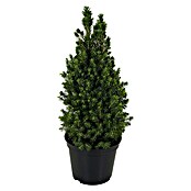 Piardino Zuckerhut-Fichte (Picea glauca Conica, Topfgröße: 7,5 l, Aktuelle Wuchshöhe: 70 cm - 80 cm)