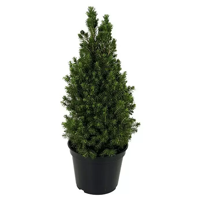 Piardino Zuckerhutfichte getopft - Picea glauca 'Conica', 100 m, Topfgröße: 10 l