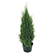 Piardino Lebensbaum Smaragd (Thuja occidentalis Smaragd, 10 l, Aktuelle Wuchshöhe: 120 cm)