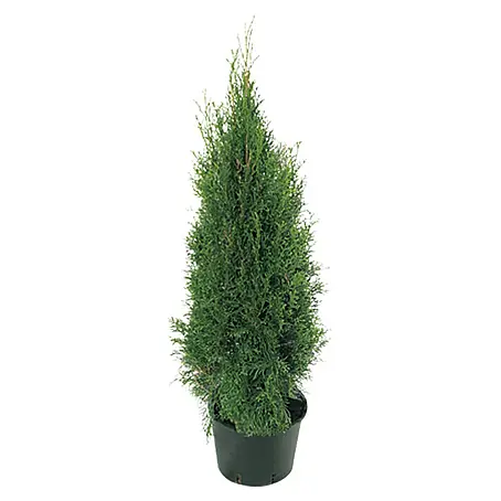 Piardino  Lebensbaum Smaragd