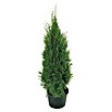 Piardino Lebensbaum (Thuja occidentalis Smaragd, Im Topf gedrückt, Aktuelle Wuchshöhe: 125 cm - 150 cm)