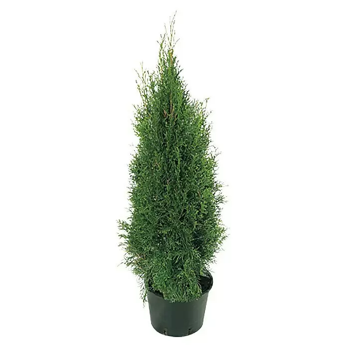Piardino Lebensbaum SmaragdThuja occidentalis 'Smaragd', Topfvolumen: 10 l, Aktuelle Wuchshöhe: 100 cm - 125 cm