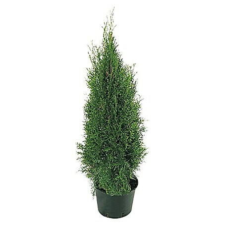 Piardino Lebensbaum Smaragd - 100 cm - 125 cm, Thuja occidentalis 'Smaragd'  online kaufen bei BAUHAUS