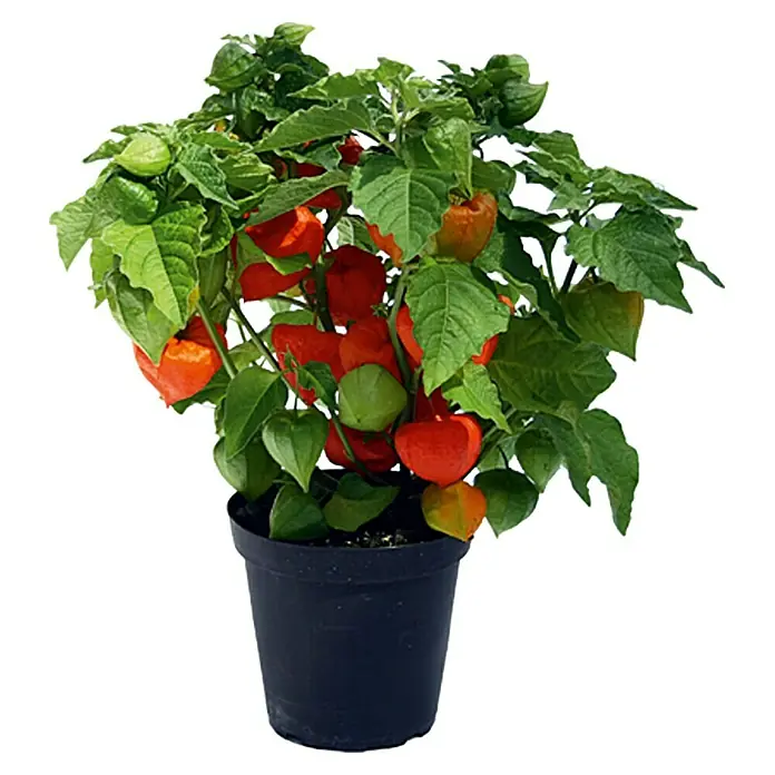 Piardino Alquequenje - Physallis, Tamaño de maceta: 13 cm, Naranja - Una planta de farolillo chino de color naranja vibrante en maceta, que se distingue por las hojas verdes y las vainas distintivas de papel.