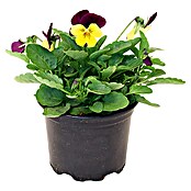 Piardino Violeta de los Pirineos (Viola cornuta, Tamaño de maceta: 20 cm, En función de la variedad) | BAUHAUS