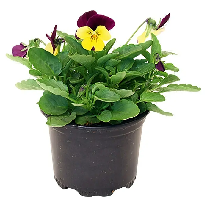 Piardino Hornveilchen - Viola cornuta, Sortenabhängig - Topf mit Stiefmütterchen in verschiedenen Farben, darunter Gelb und Lila. Die Pflanze hat grüne Blätter und befindet sich in einem schwarzen Plastiktopf.