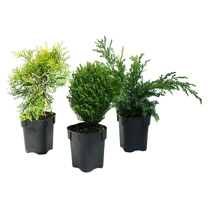 Piardino Koniferen-Mix - Sortenabhängig, Topfgröße: 9 cm - Drei Topfpflanzen mit unterschiedlichen Grüntönen, ideal für den Innenbereich.