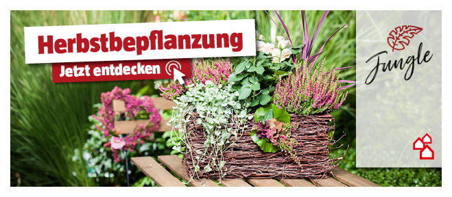 Herbstbepflanzung im Topf